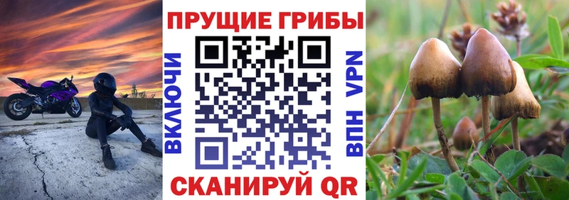 Купить где  Пестово  Псилоцибиновые грибы Psilocybine cubensis 